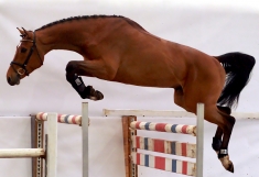 Lucas Sporthorses - Ausbildung von Pferd und Reiter