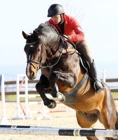 Lucas Sporthorses - Ausbildung von Pferd und Reiter